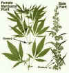 Female Plant.jpg (22002 bytes)